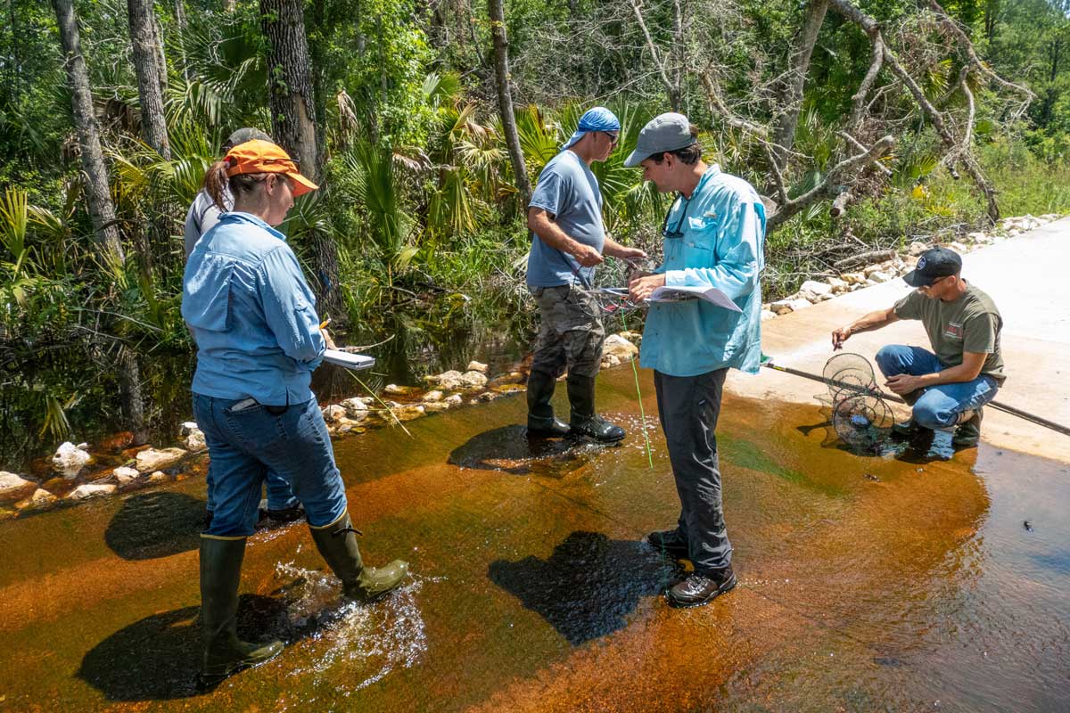 District staff inventoring flora and fauna in a creek at Silver Springs Forest Conservation Area