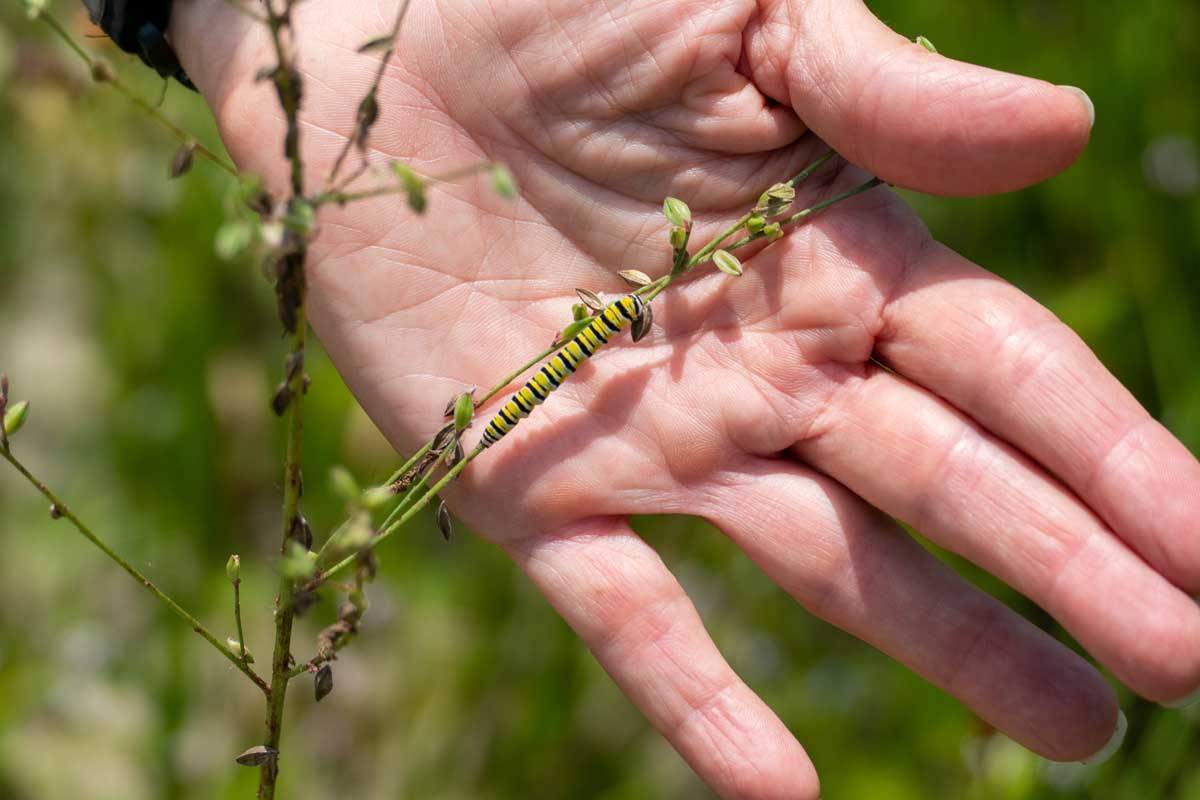 Person holding a plant with a caterpillar