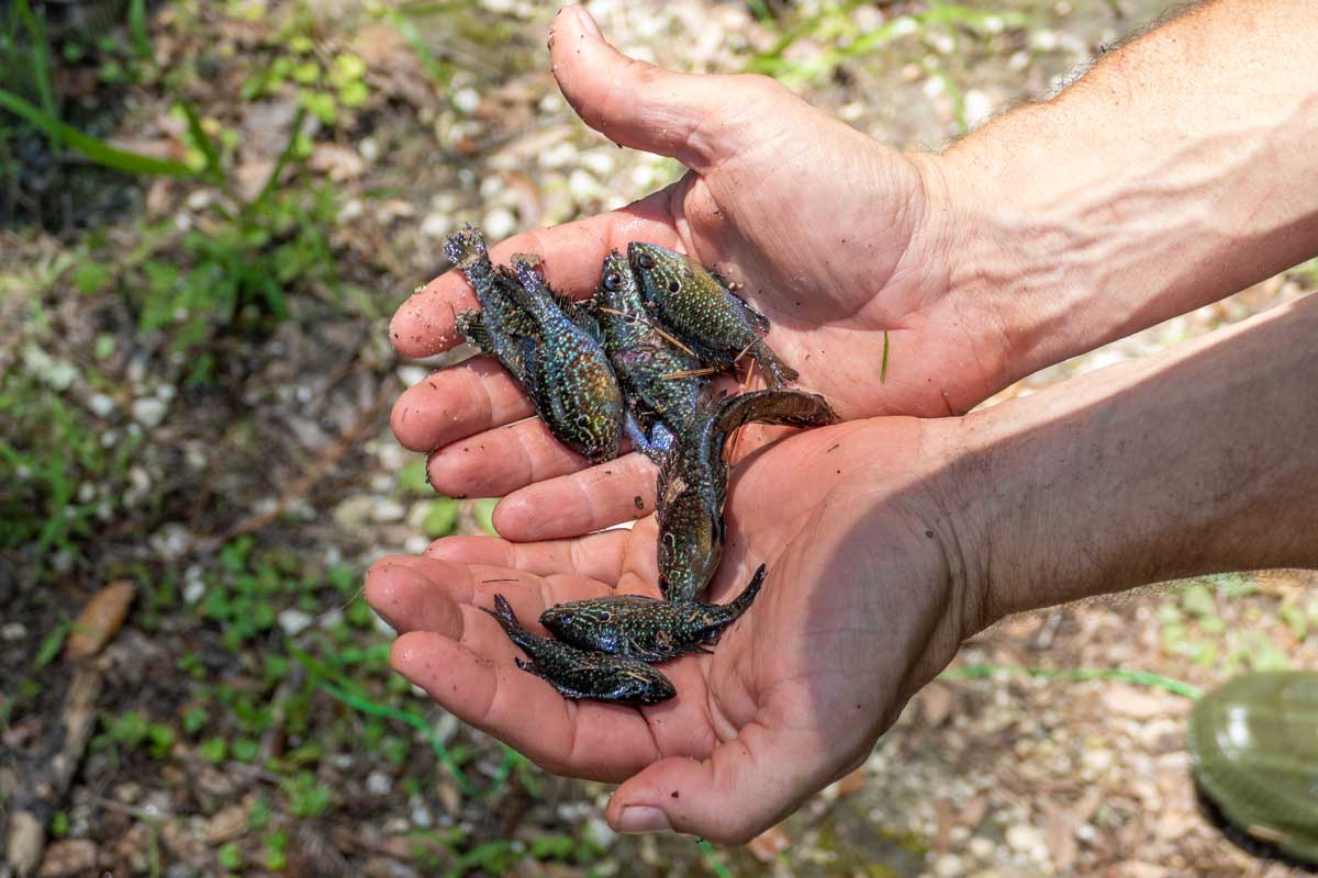 Close up of a person holding a small fish
