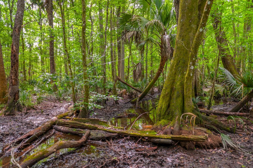 Hardwood hammock with standing water