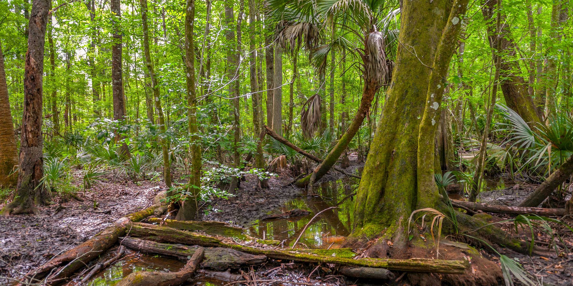 OC-20160420-115539 Hardwood hammock with standing water