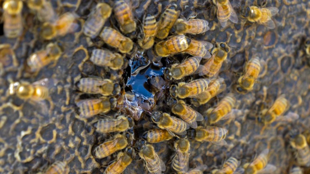 Bees on a honey comb
