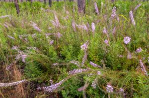 Wildflowers blooming in a pine forest