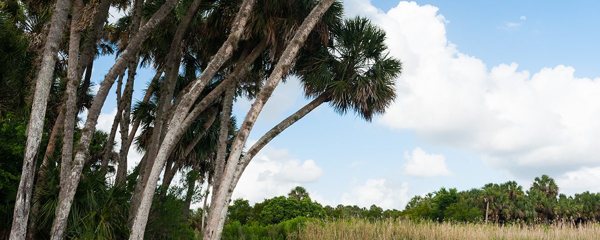 Palm trees at Seminole Ranch Conservation Area