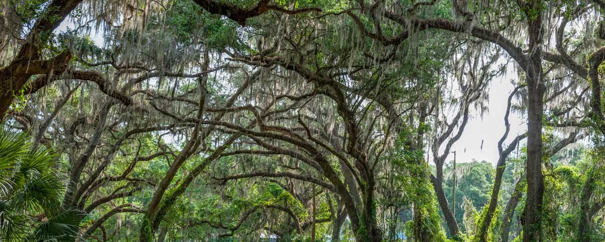 Live oaks at Sunnyhill Restoration Area