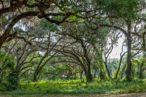 Live oaks at Sunnyhill Restoration Area
