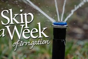 Skip a week of irrigation graphic with photo of a spray head