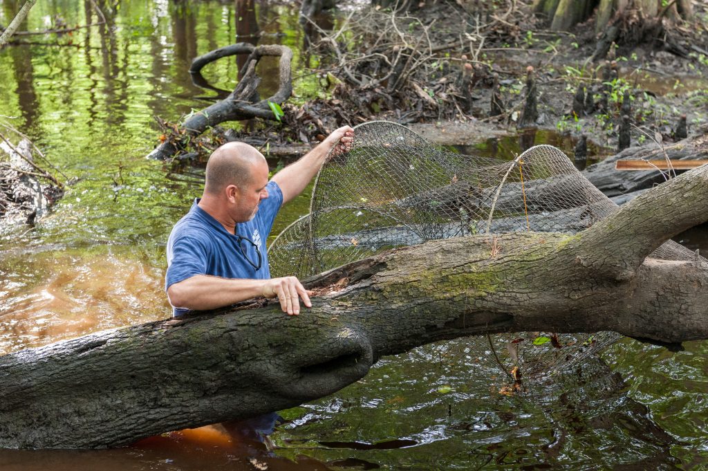 Brian Emanuel checks a trap for vertebrates and crayfish during a property biology survey