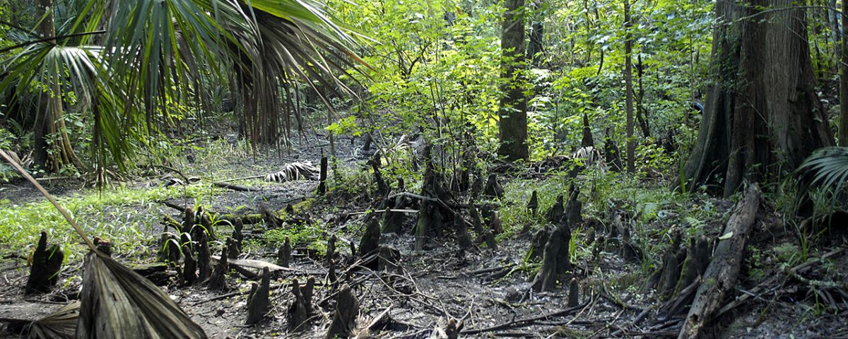 A dry wetland at Silver Springs Forest Conservation Area
