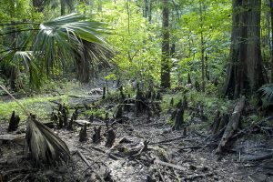 A dry wetland at Silver Springs Forest Conservation Area