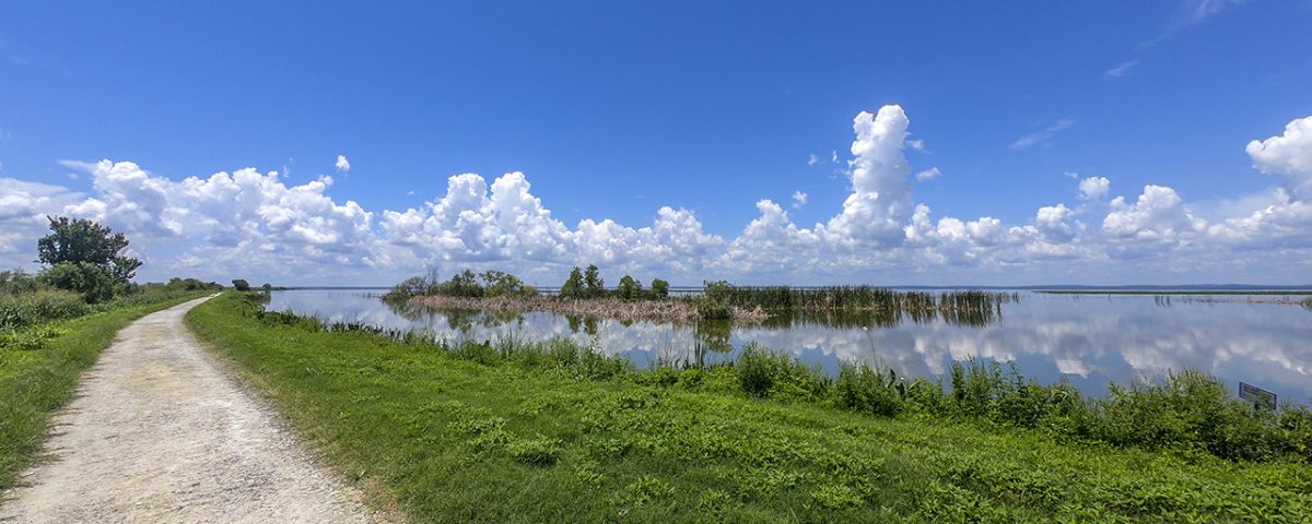 Lake Apopka North Shore trail next to Lake Apopka