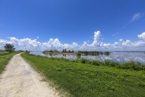 Lake Apopka North Shore trail next to Lake Apopka