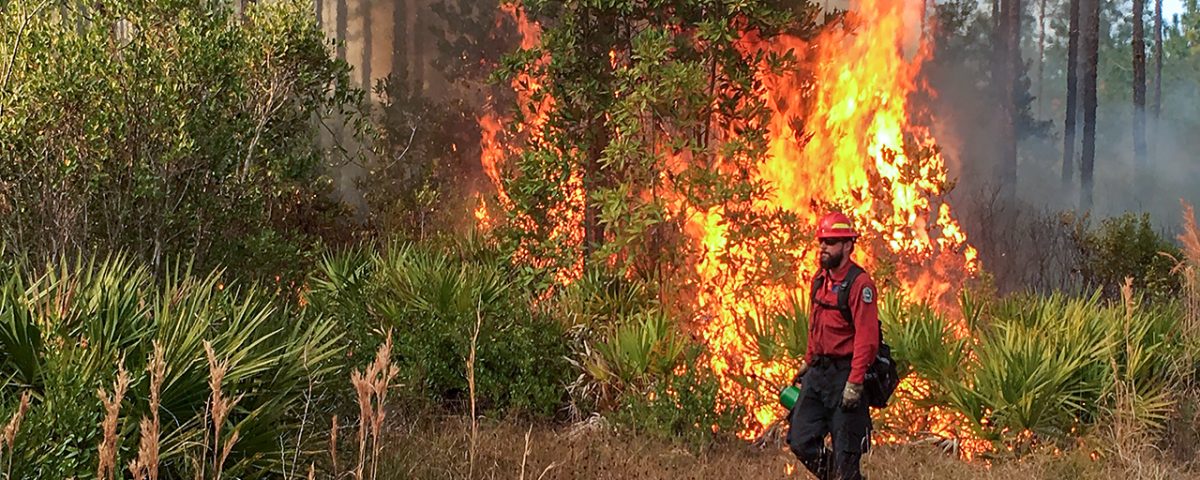 District staff igniting a prescribed fire in a heavily wooded area
