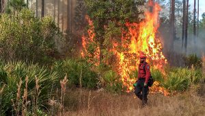 District staff igniting a prescribed fire in a heavily wooded area