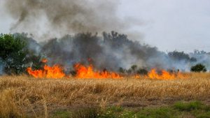 Fire buring in an open grassy area