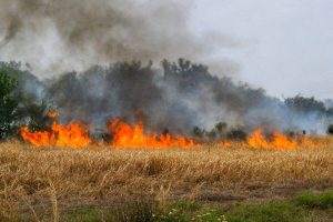 Prescribed fire buring in an open grassy area