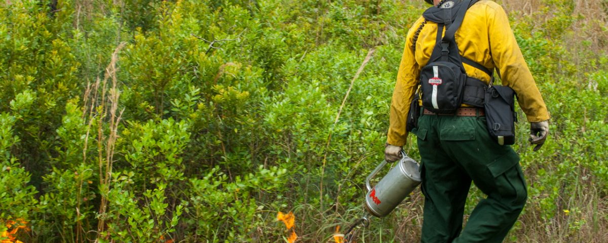 District staff using a drip torch to start a prescribed fire