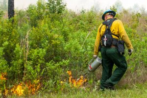District staff using a drip torch to start a prescribed fire