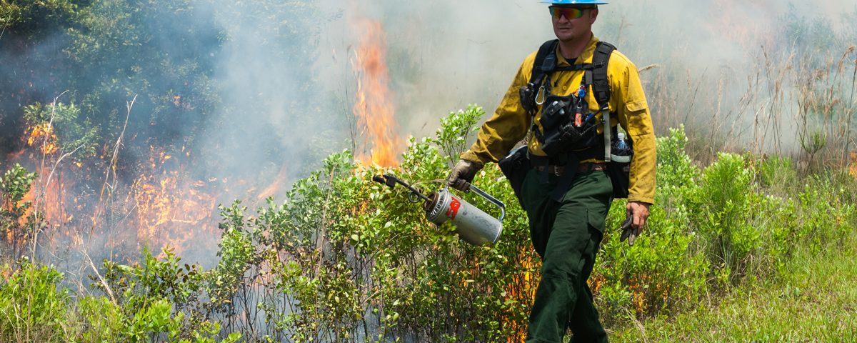 District staff with drip torch starting a prescribed fire