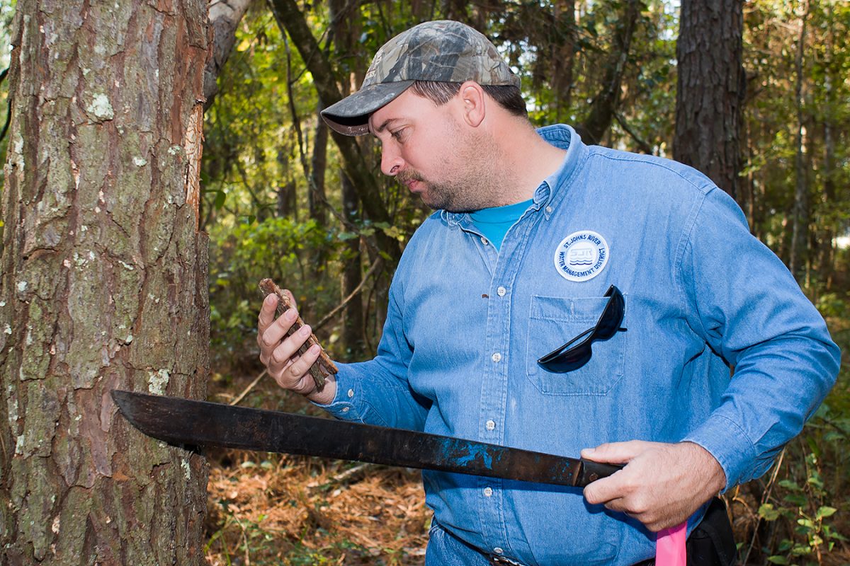 R.H. Davis checks a sample of bark Land Manager checking for pine beetle infestation
