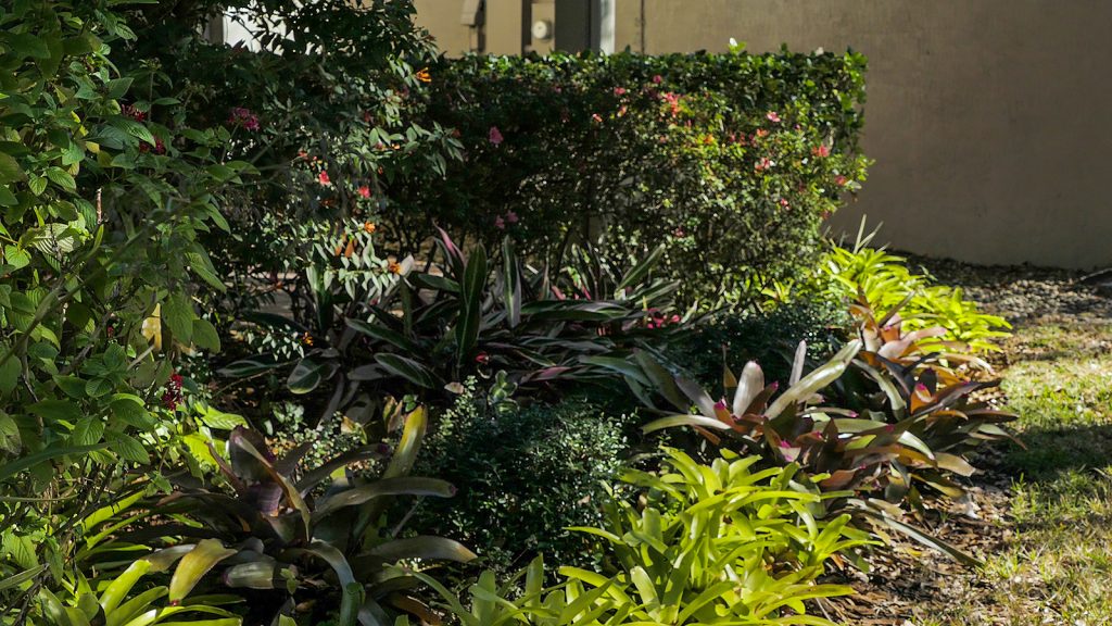 Deborah Weaver garden Garden plants with sun dappled light