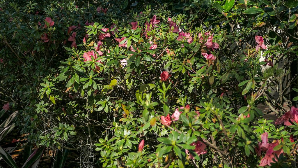 Deborah Weaver garden Azalea bush with flowers