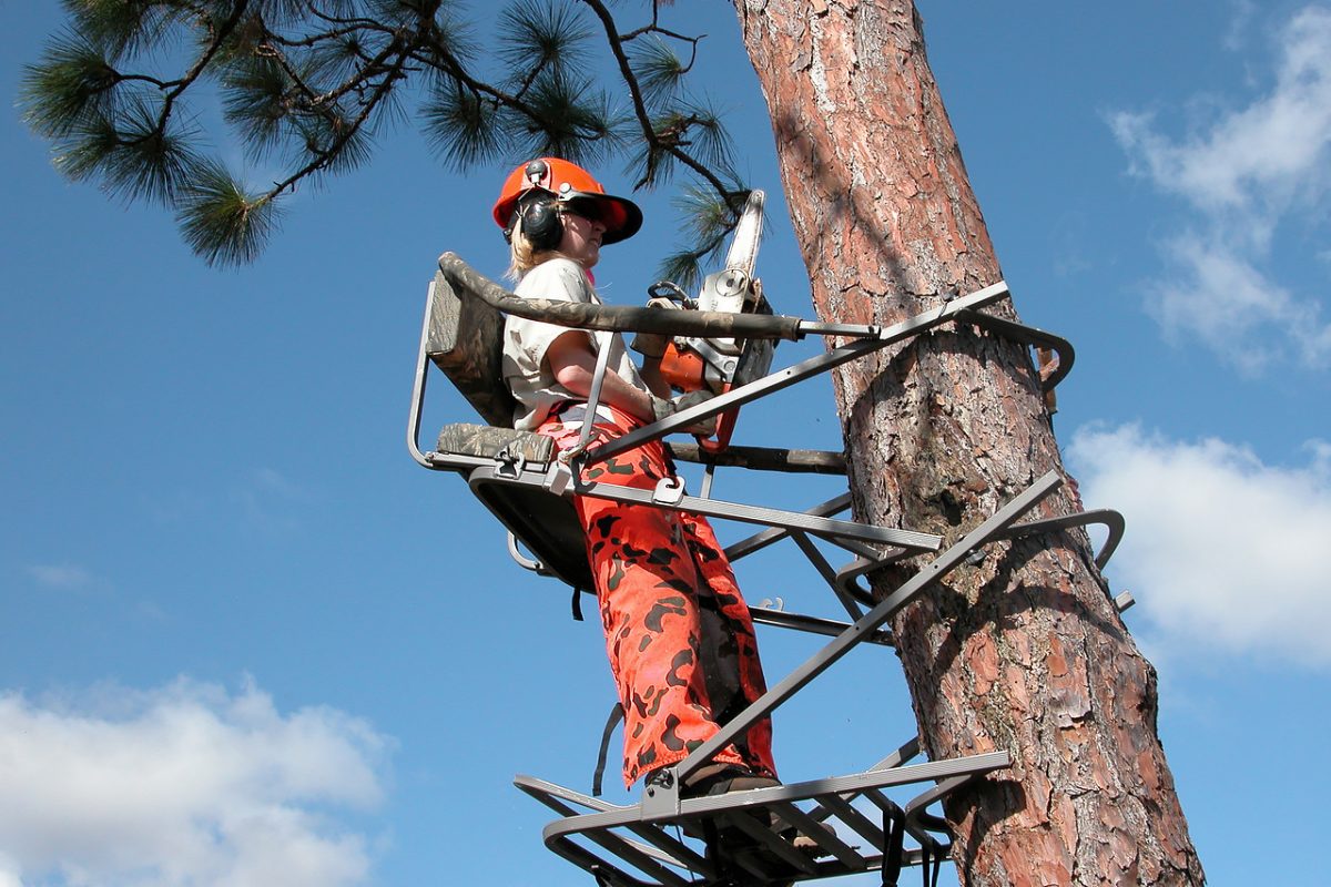 Maria Zondervan creating a nesting area for red-cockaded woodpeckers Maria Zondervan on a platform in a tree cutting a cavity for a red-cockaded woodpecker nest