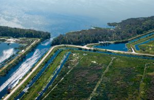 Area photo of the north shore of Lake Apopka