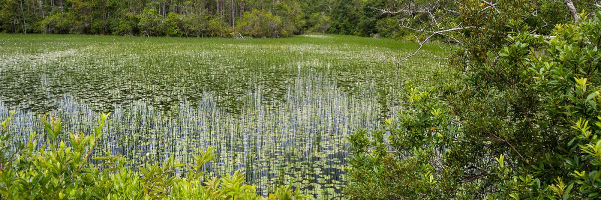 Thomas-Creek-20120719-103214 Woodland pond covered in water lilies