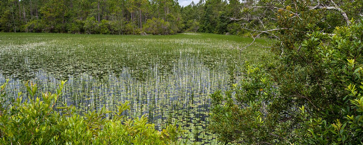 Wetland surrounded by pine forest