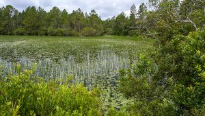 Thomas Creek Conservation Areawetland Wetland surrounded by pine forest