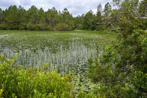 Wetland surrounded by pine forest