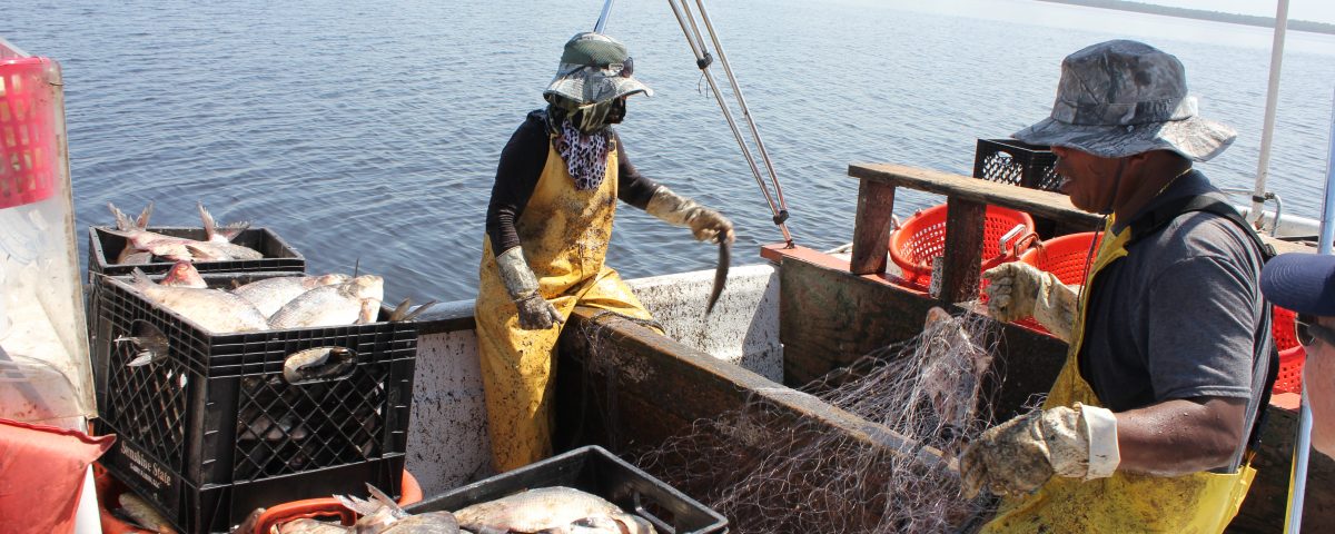 Fishermen catching gizzard shad