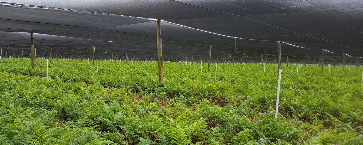Young plants under a net