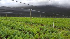 Young plants under a net