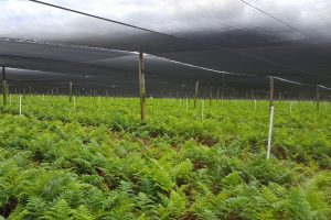 Young plants under a net