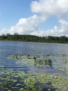 Lilies spread across Sylvan Lake