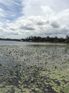 Lily pads spread across Sylvan Lake