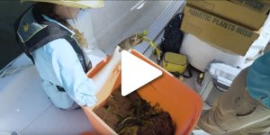 Person handling native aquatic vegetation