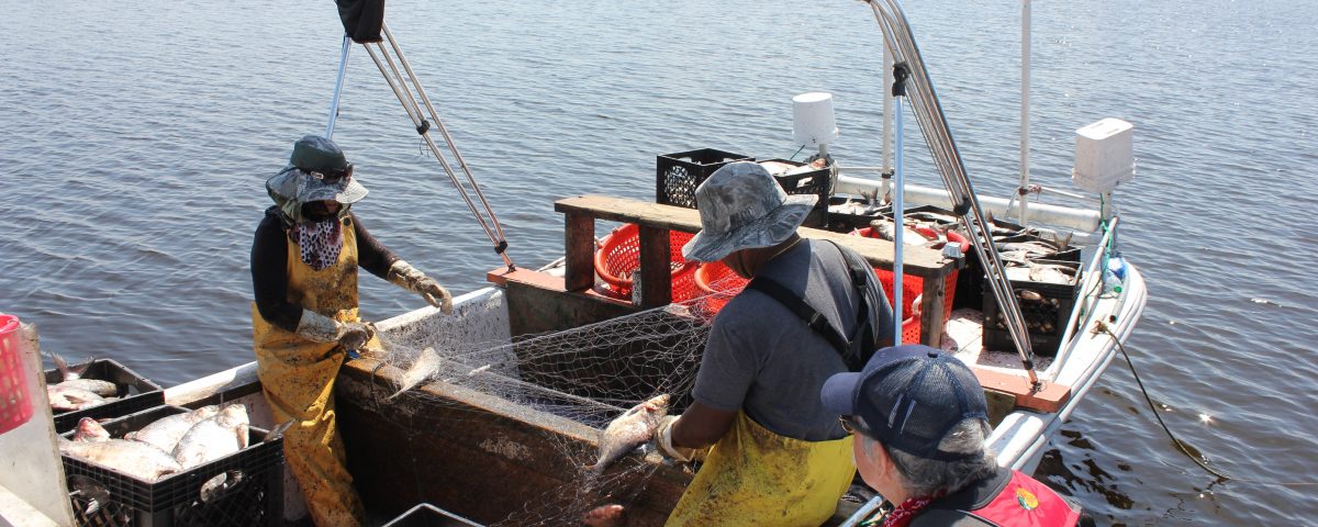 Two people in a boat with gizzard shad in a box