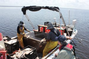 Two people in a boat with gizzard shad in a box
