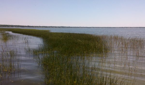 Grass coming out of the water in Lake Weir