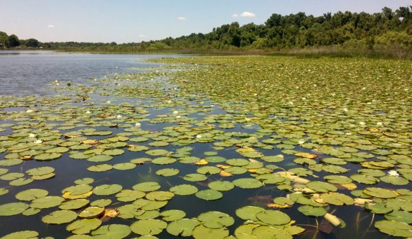 Lily pads in Lake Weir