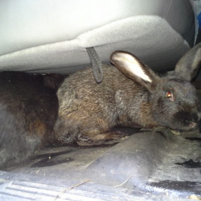 Flemish giant rabbits under a cushion