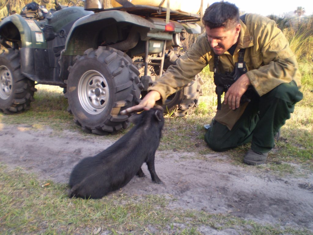 A district land manager pets a pot bellied pig