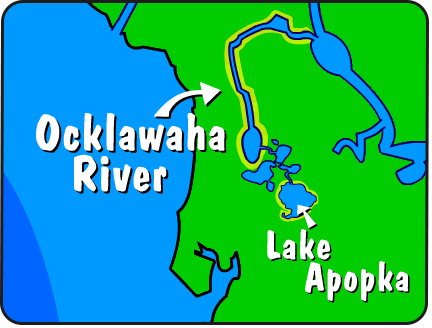 Illustration of the Ocklawaha River