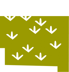 Illustration of Okefenokee Swamp