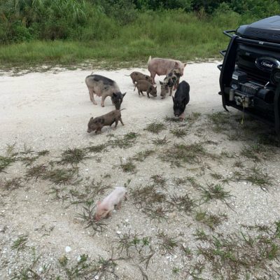 Group of domesticated pigs