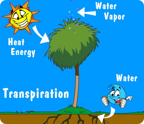 Illustration of water cycle in plants