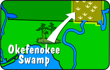 Illustration of the Okefenokee Swamp